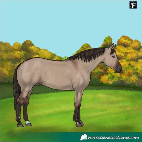 Horse Color:Liver Red Dun 