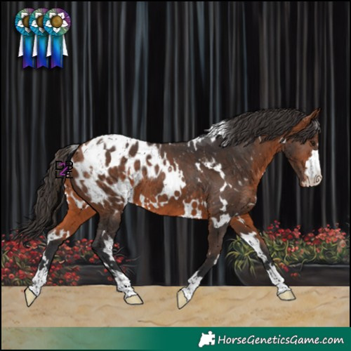 Horse Color:White Spotted Bay Blanket