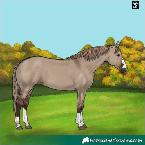 Horse Color:Liver Red Dun