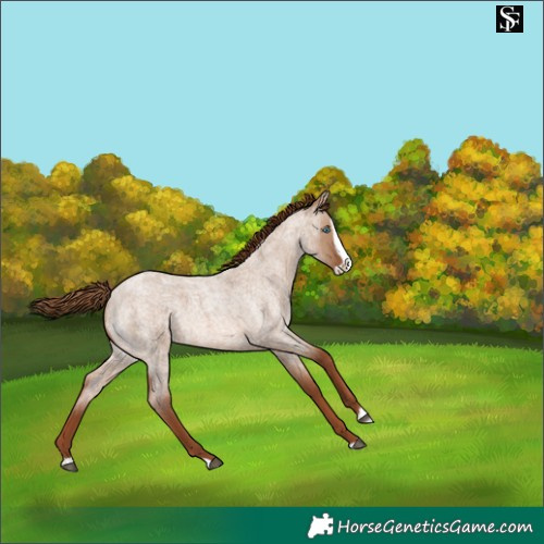 Horse Color:Red Dun Roan Splash