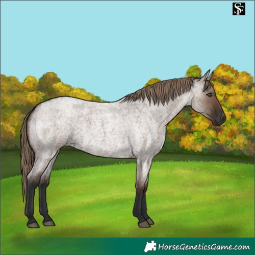 Horse Color:Liver Red Dun Roan 