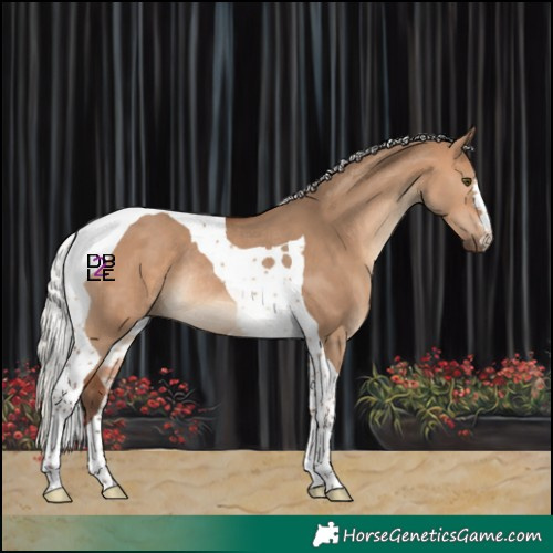 Horse Color:Silver Brown Dun Tobiano Rabicano 