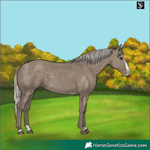 Horse Color:Silver Smoky Grullo Splash