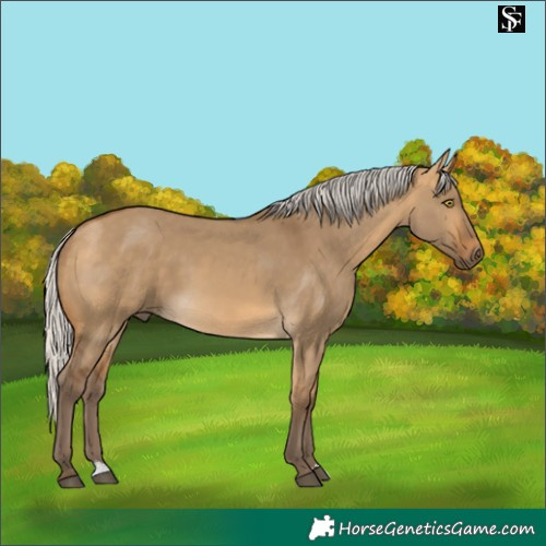 Horse Color:Silver Buckskin Dun 
