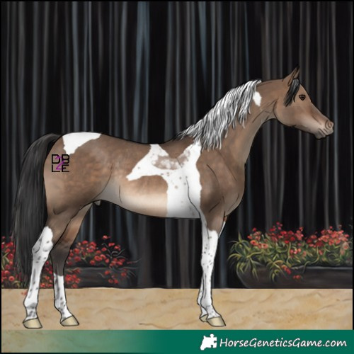 Horse Color:Brown Dun Tobiano Rabicano