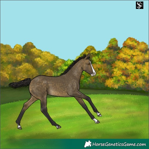 Horse Color:Buckskin Dun Splash 