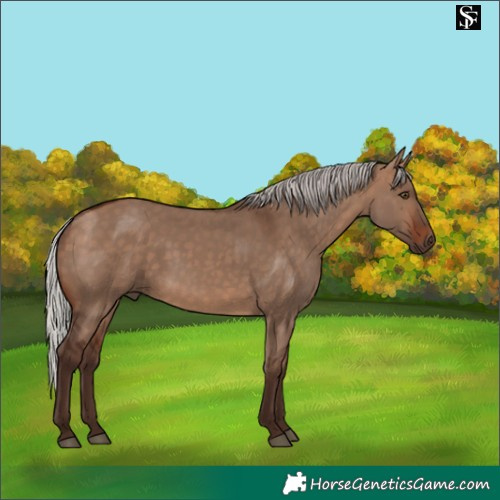 Horse Color:Silver Brown Dun