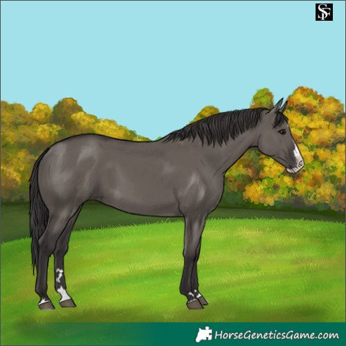 Horse Color:Smoky Grullo Splash