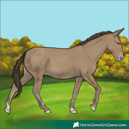 Horse Color:Classic Cream Champagne
