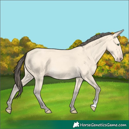 Horse Color:Amber Cream Champagne 