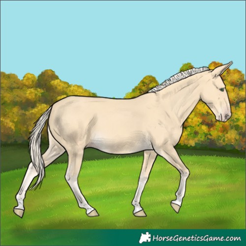 Horse Color:Gold Cream Champagne