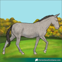 Horse Color:Classic Cream Champagne 