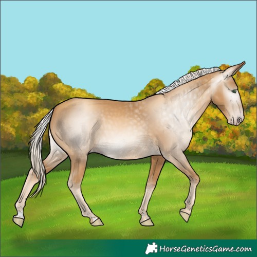 Horse Color:Gray Gold Cream Champagne 