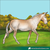 Horse Color:Gray Gold Cream Champagne 
