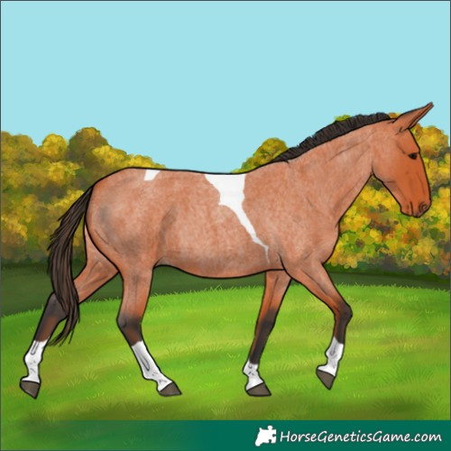 Horse Color:Bay Roan Tobiano