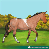 Horse Color:Bay Roan Tobiano