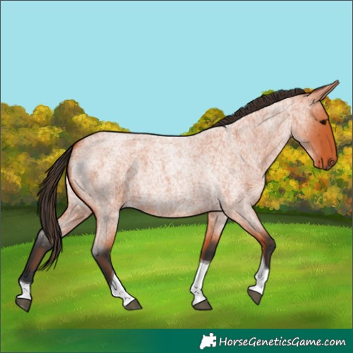 Horse Color:Bay Roan Tobiano