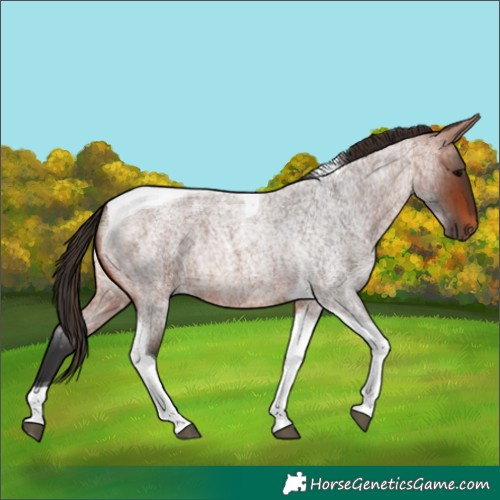Horse Color:Bay Roan Tobiano 