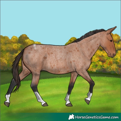 Horse Color:Bay Roan Tobiano 