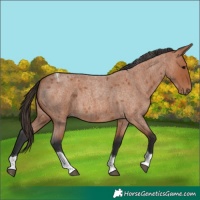 Horse Color:Bay Roan Tobiano 