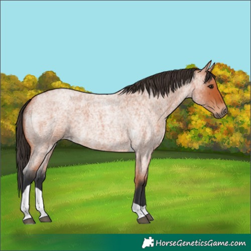 Horse Color:Bay Roan Tobiano 