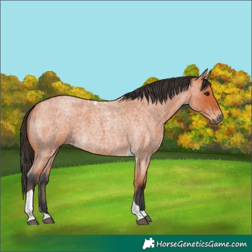 Horse Color:Unknown 