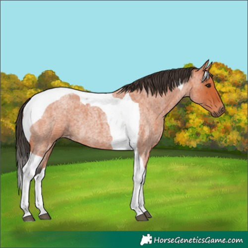 Horse Color:Bay Roan Tobiano 