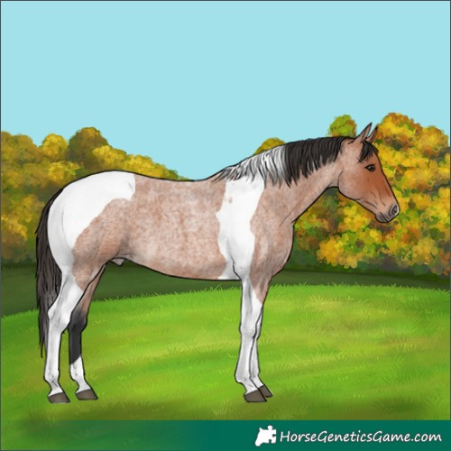 Horse Color:Bay Roan Tobiano