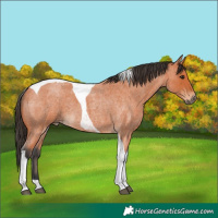 Horse Color:Bay Roan Tobiano 