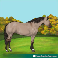 Horse Color:Liver Red Dun 