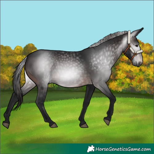Horse Color:Gray Bay