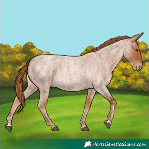 Horse Color:Red Roan 