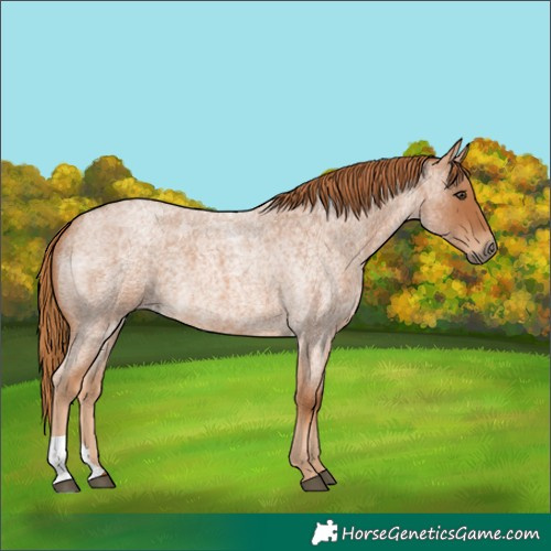 Horse Color:Red Roan 