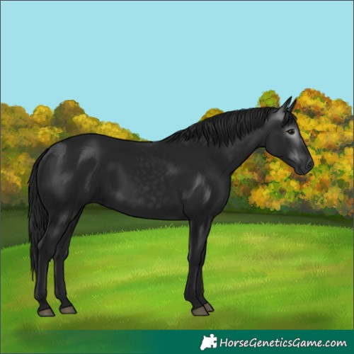 Horse Color:Gray Black