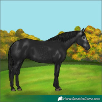 Horse Color:Gray Black 