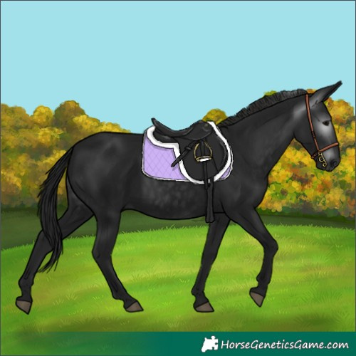 Horse Color:Gray Black 