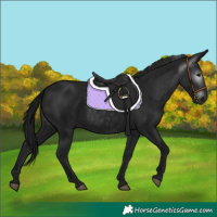Horse Color:Gray Black 