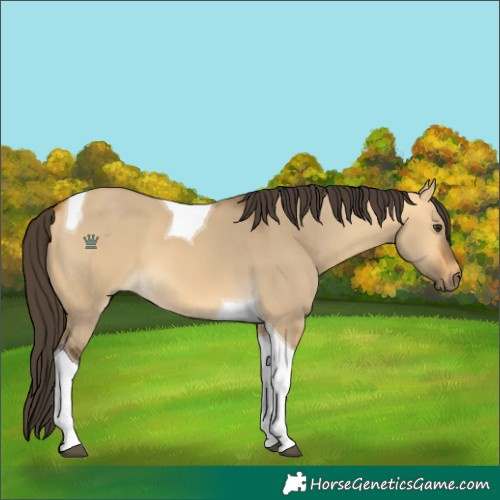 Horse Color:Buckskin Dun Tobiano 