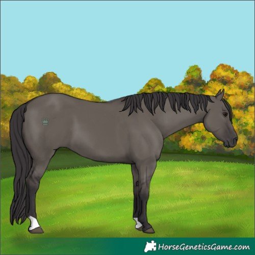Horse Color:Smoky Grullo 