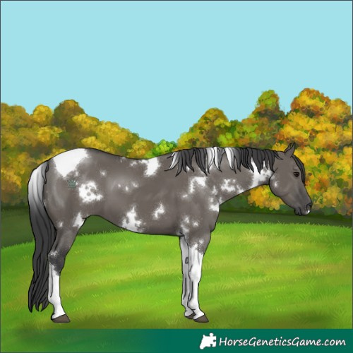 Horse Color:White Spotted Grullo Tobiano