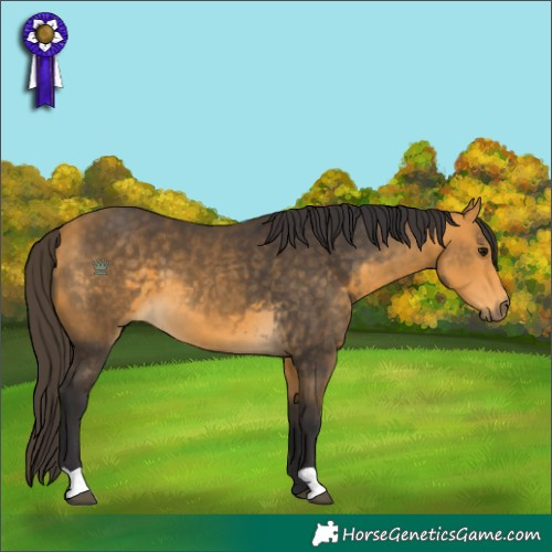 Horse Color:Buckskin