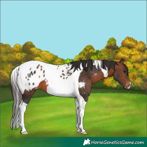 Horse Color:Brown Tobiano Blanket