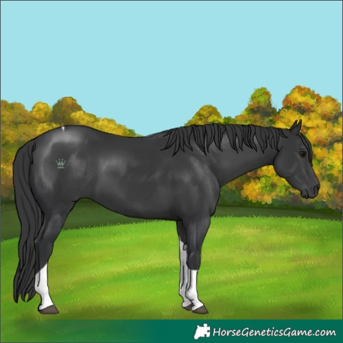 Horse Color:Black Tobiano