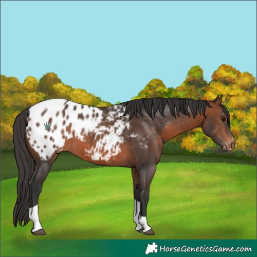 Horse Color:Brown Tobiano Blanket