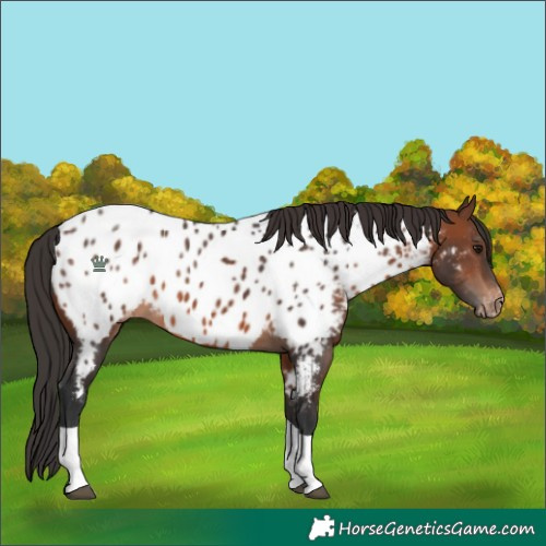 Horse Color:Brown Tobiano Near Leopard