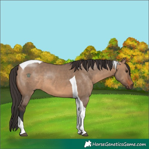 Horse Color:Brown Dun Tobiano 