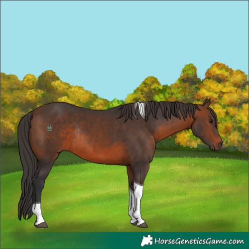 Horse Color:Brown Tobiano Rabicano 