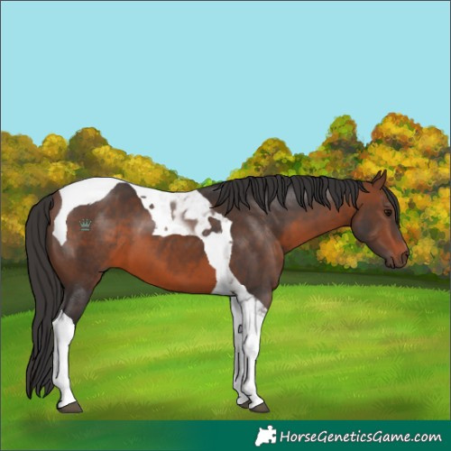 Horse Color:Brown Tobiano 