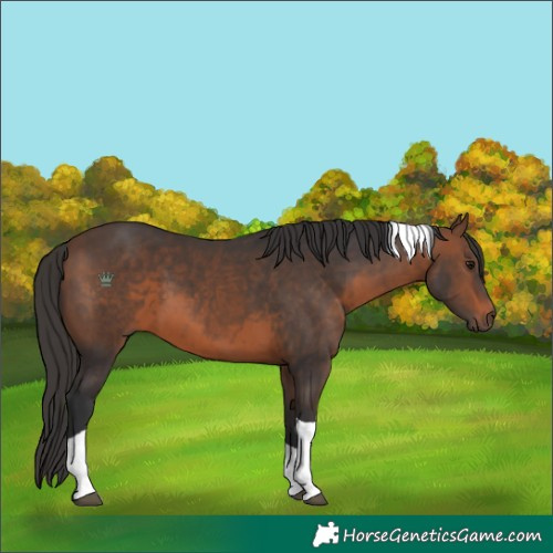 Horse Color:Brown Tobiano 