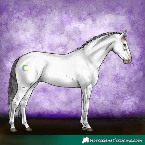 Horse Color:White Spotted Brown Roan Frame